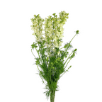 Larkspur White (10 stems)