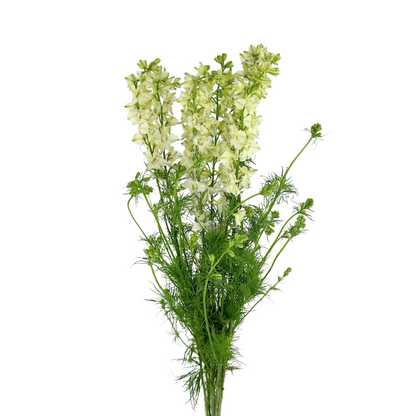 Larkspur White (10 stem bunch)