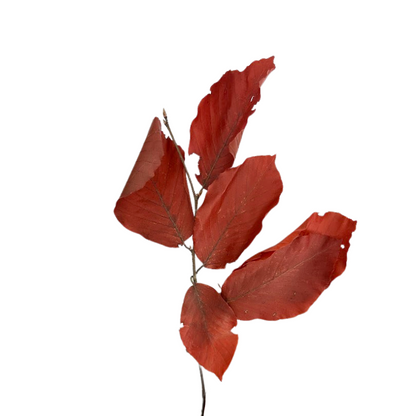 Copper Beech Red (10 stem bunch)
