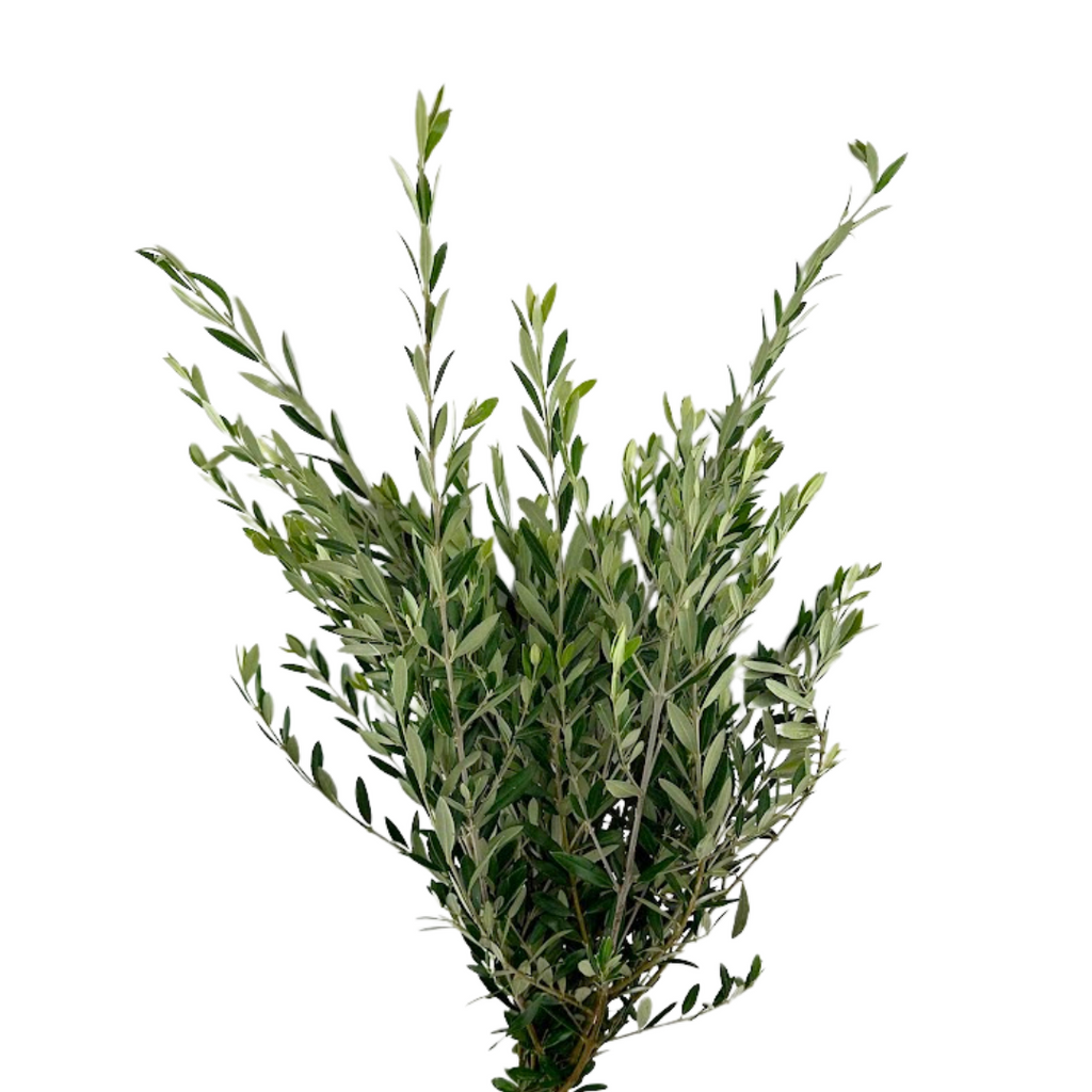 Olive Branches