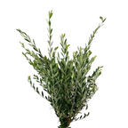 Olive Branches