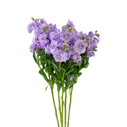 Stock Spray Lavender (5 stem bunch)