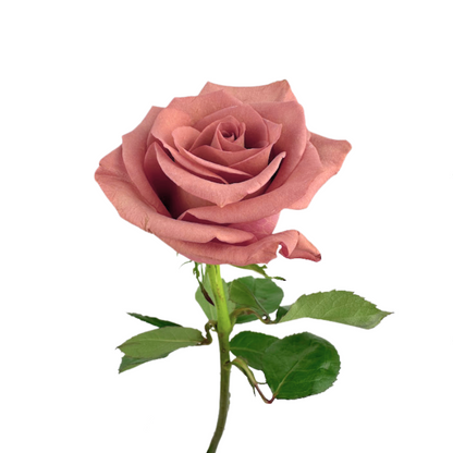 ROSE BRICK PINK BARISTA (25 STEM BUNCH)