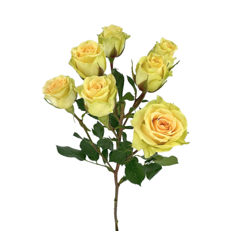 Spray Roses Peach (10 stems)