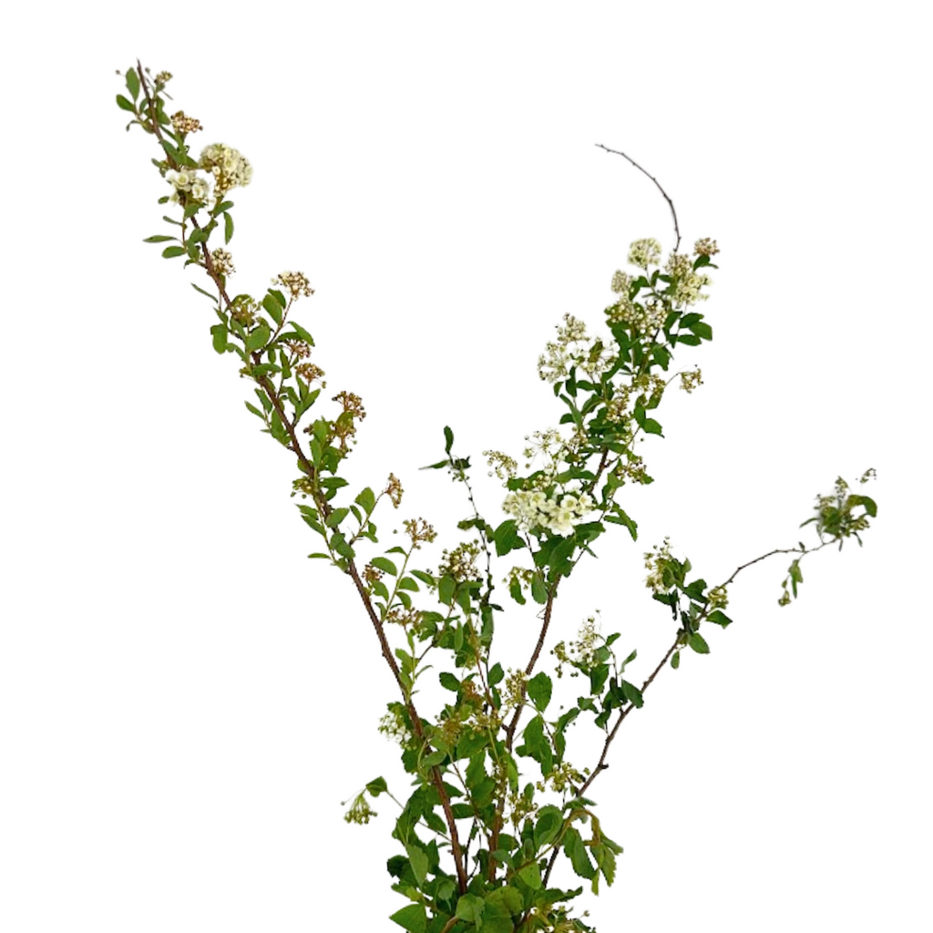Spirea White