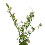 Spirea White