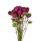 Matsumoto Hot Pink (10 stems)