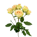 Spray Rose Brilliant Star Capricorn (10 Stem Bunch)