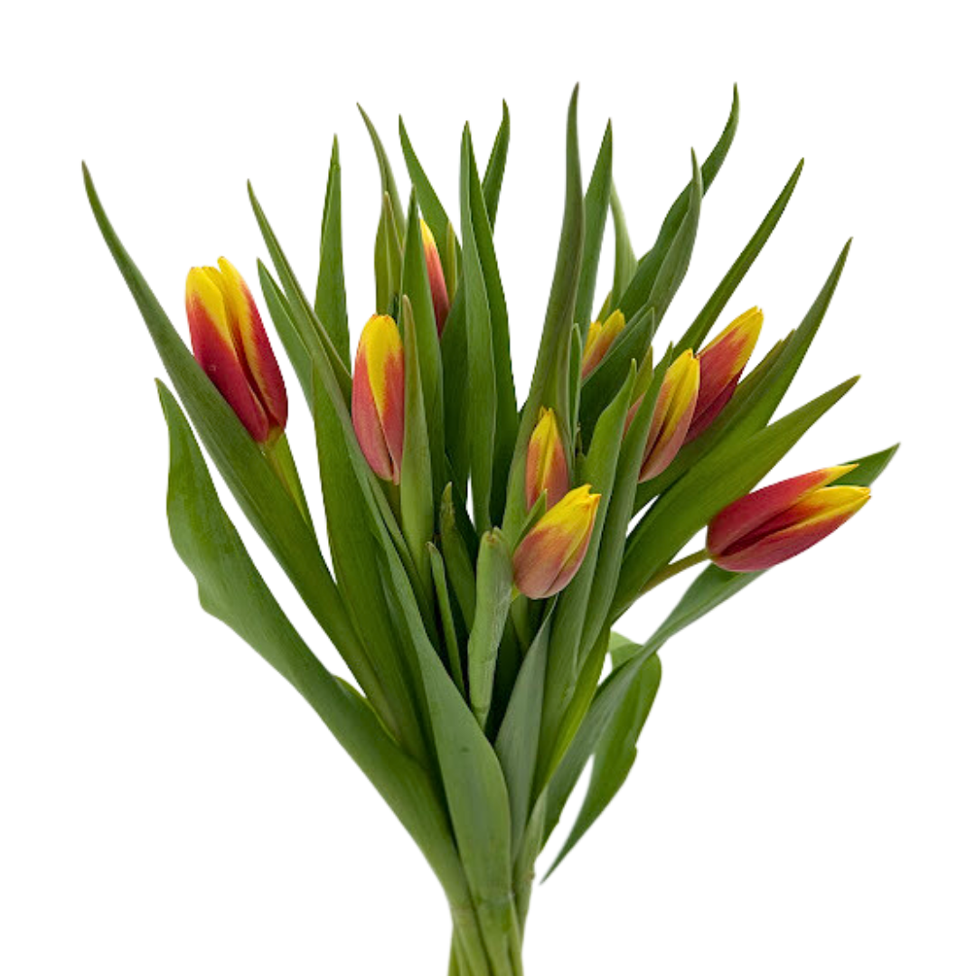 Tulips Orange Bicolor