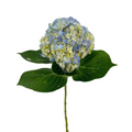 Hydrangea Blue Select (Single Stem)