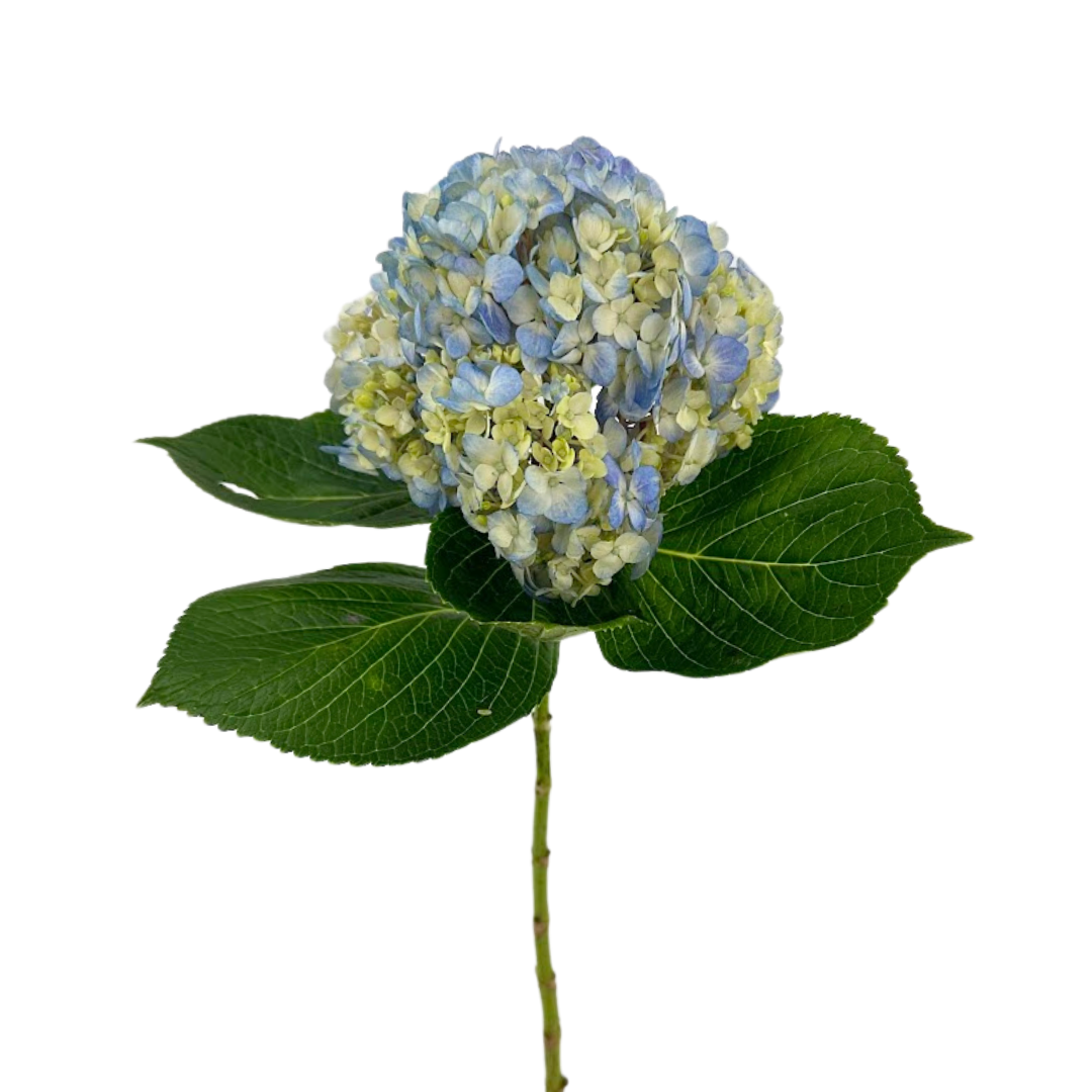 Hydrangea Blue Select (5 Stems)