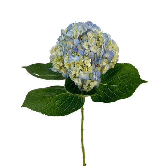 Hydrangea Blue Select (5 Stems)