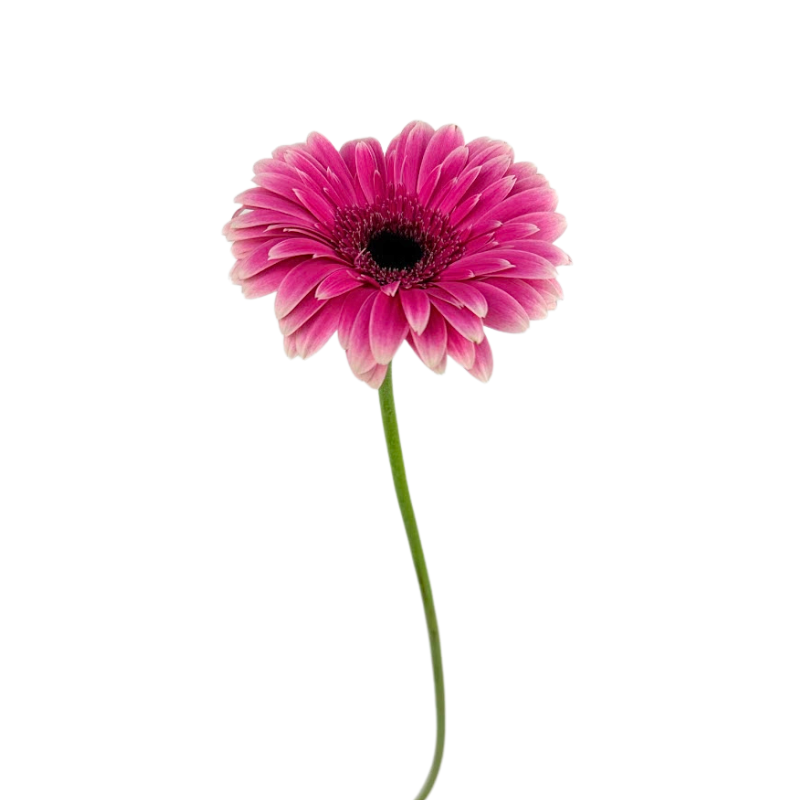 Gerbera Dark Center Hot Pink Bicolor