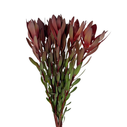 Leucadendron Burgundy (10 stem bunch)