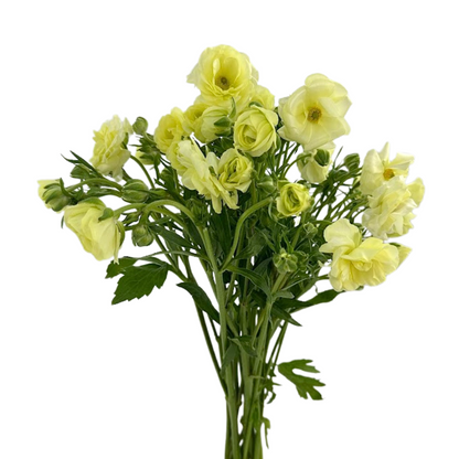 Ranunculus Butterfly Pale Yellow (10 stem bunch)