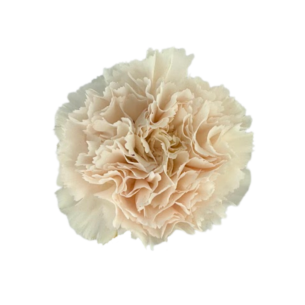 Carnation Blush (25 Stems)