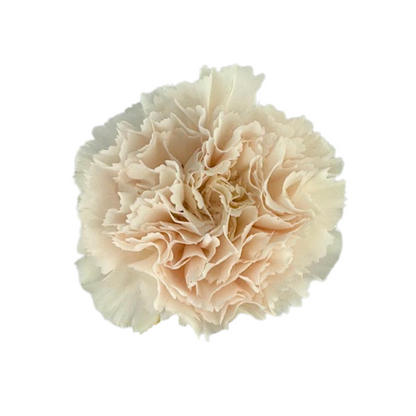 Carnation Blush (25 stem bunch)