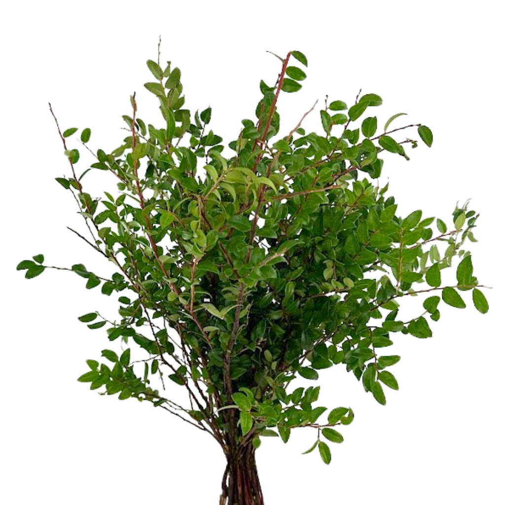 Huckleberry (10 Stems)