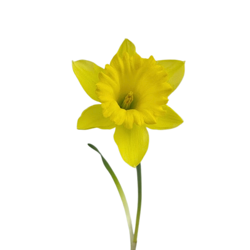 Daffodil Yellow