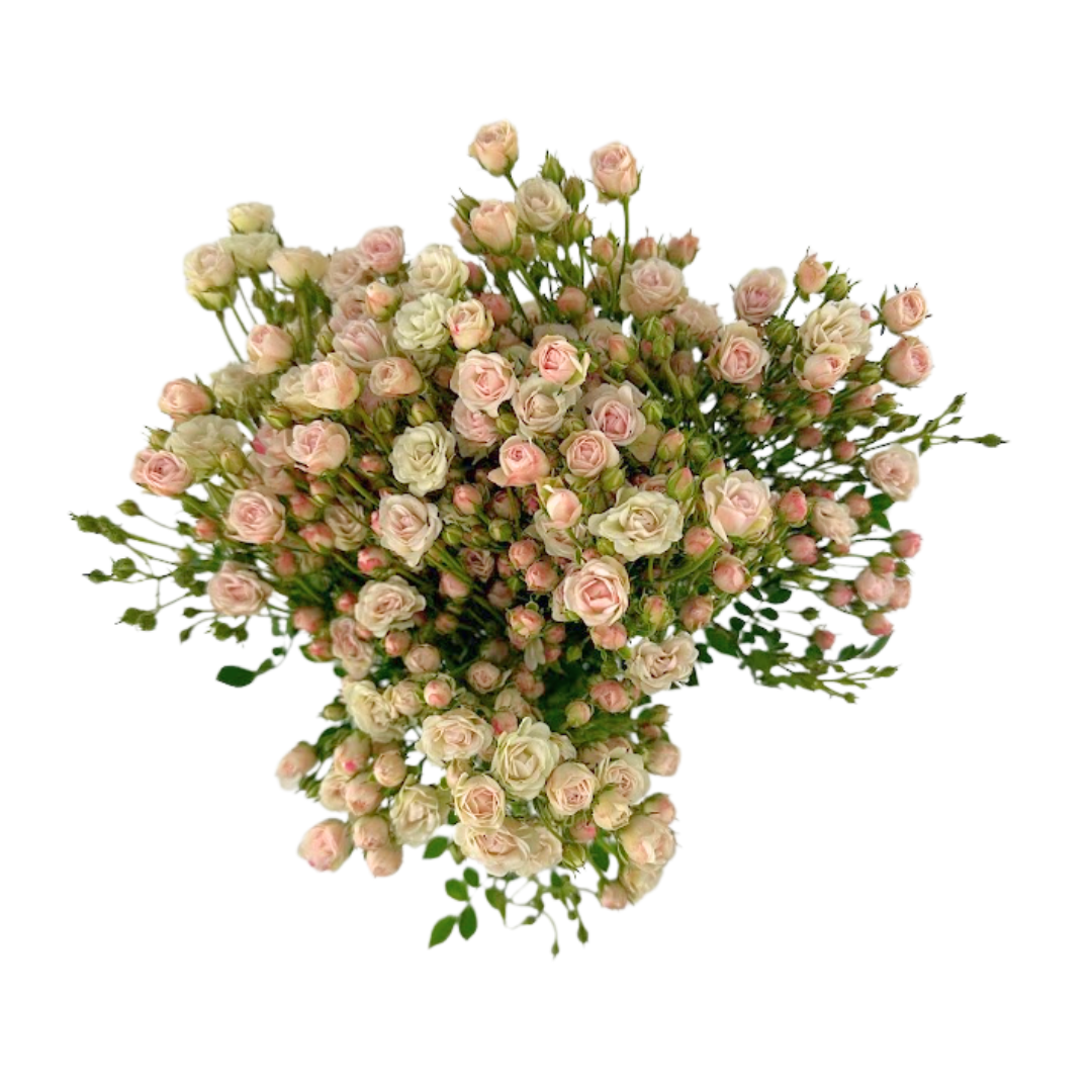 Spray Rose Mini Blush (Box-60 stems)