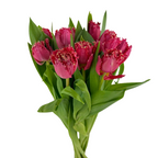 Tulip Frill Red