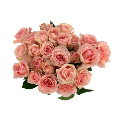 Spray Rose Light Pink (10 stem bunch)