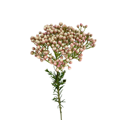 RICE FLOWER PINK (10 STEM BUNCH)