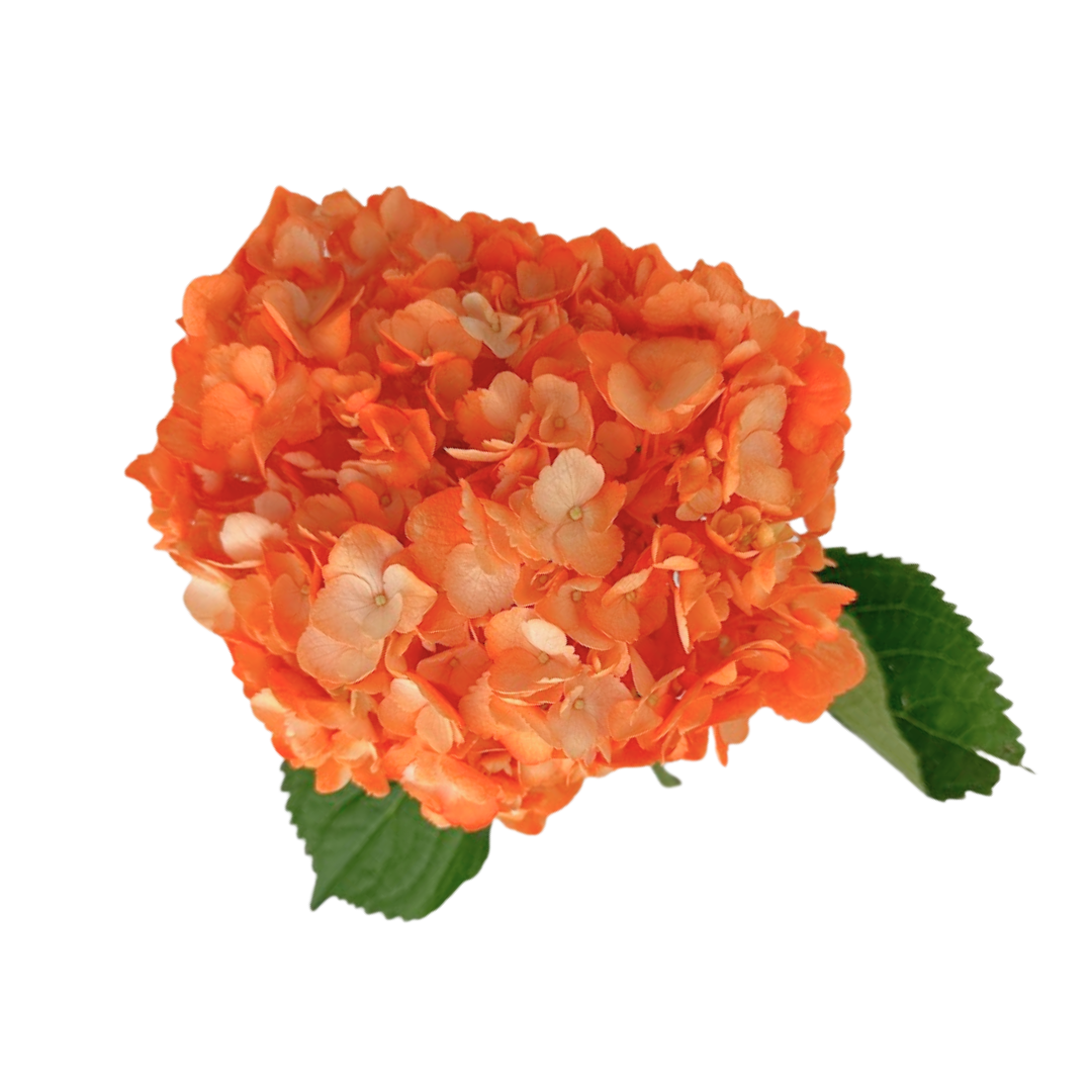 Hydrangea Tinted Orange