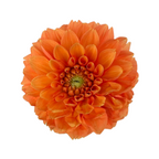 Dahlia Orange (5 Stems)