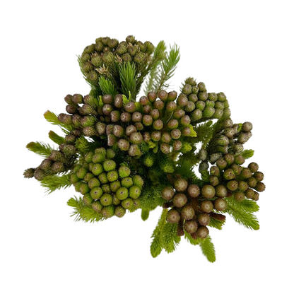 Brunia Green (10 stem bunch)