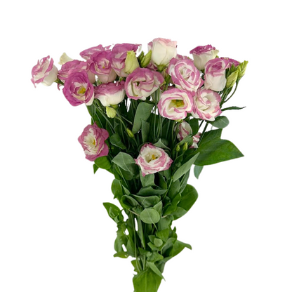 Lisianthus Bicolor White Pink (10 stem bunch)