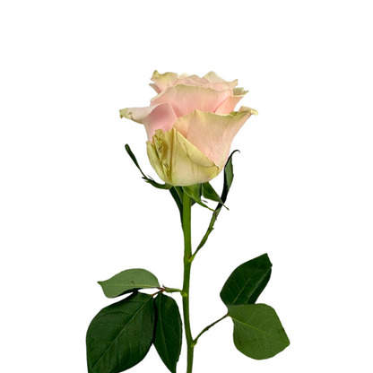 ROSE LIGHT PINK MODIAL (25 STEM BUNCH)