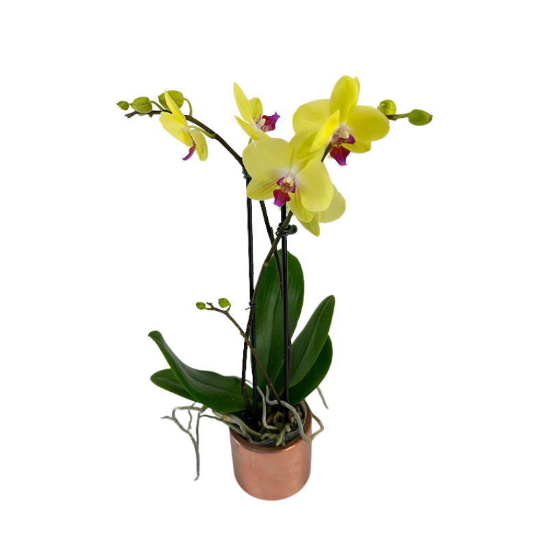Orchid Phalaenopsis Plant Yellow