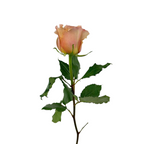 Garden Rose Bronze
