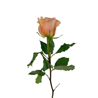 Garden Rose Bronze (25 stem bunch)