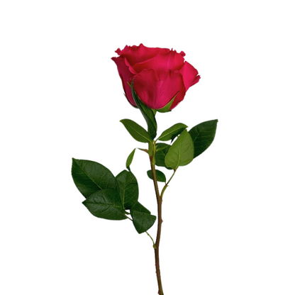ROSE HOT PINK FULL MONTY (25 STEM BUNCH)