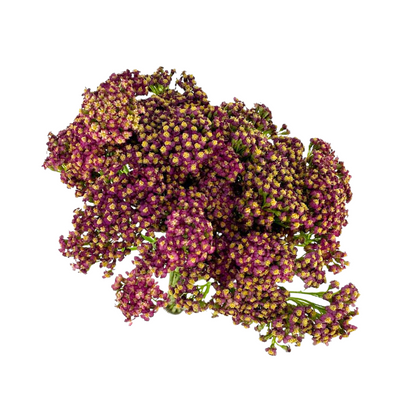 Yarrow Red (10 stem bunch)
