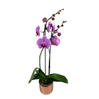 Orchid Phalaenopsis Plant Lavender