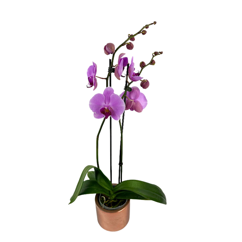 Orchid Phalaenopsis Plant Lavender