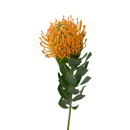 Pincushion Protea Orange (10 stem bunch)
