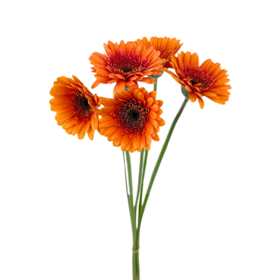 MINI GERBERA ORANGE (10 STEM BUNCH)
