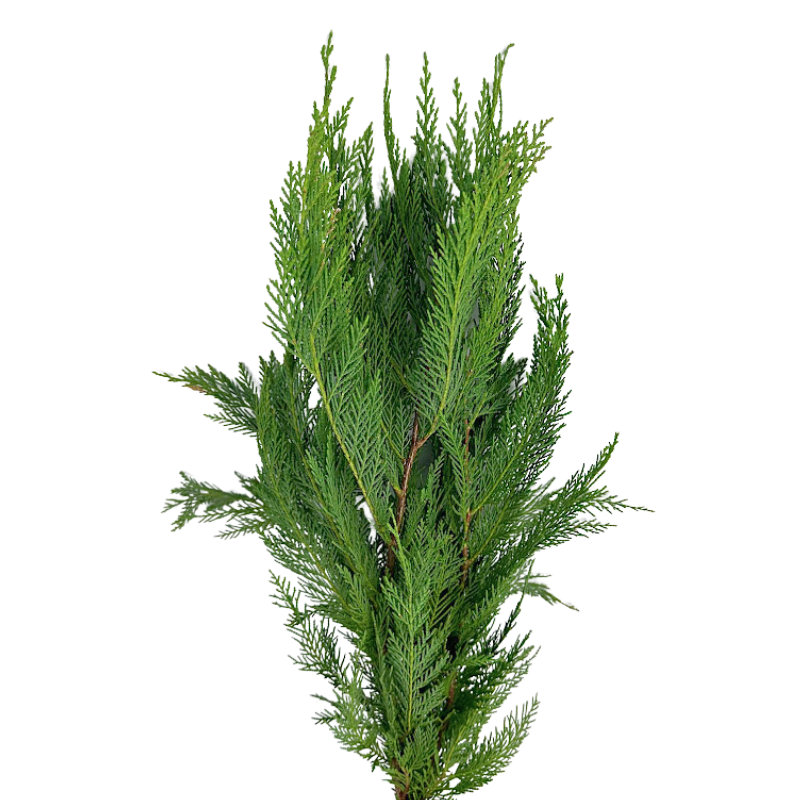 Leyland Cypress