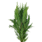 Leyland Cypress