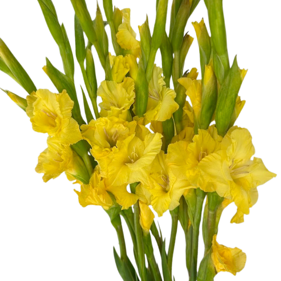 Gladiola Yellow (10 stems)