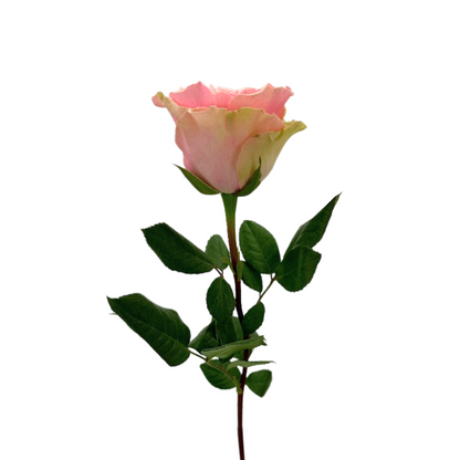 ROSE LIGHT PINK GERALDINE (25 STEM BUNCH)