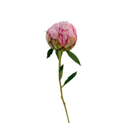 PEONY SARAH BENHART (5 STEM BUNCH)