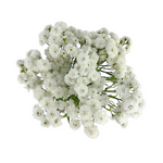 Feverfew Lilliput