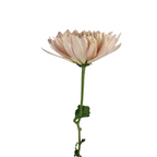 Chrysanthemum Disbud Peach Linette