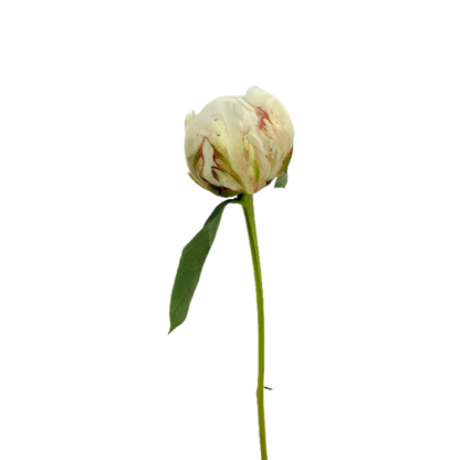 PEONY WHITE (5 STEM BUNCH)