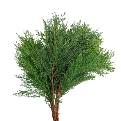 Cypress